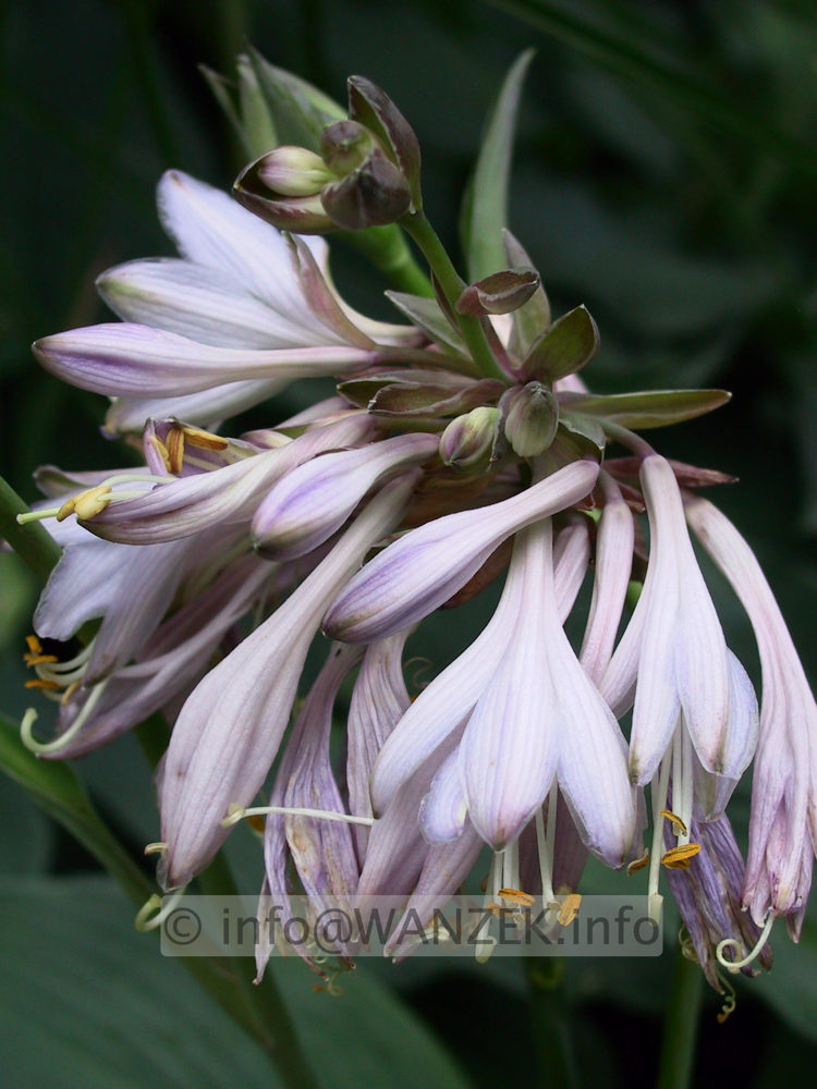 Hosta nakaiana Blue Boy 06.jpg